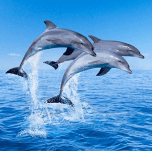 Magnet 3D Delfiinid