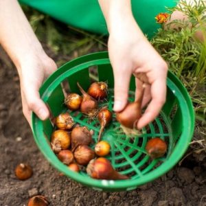 Lillesibulate istutuskorv 23 cm